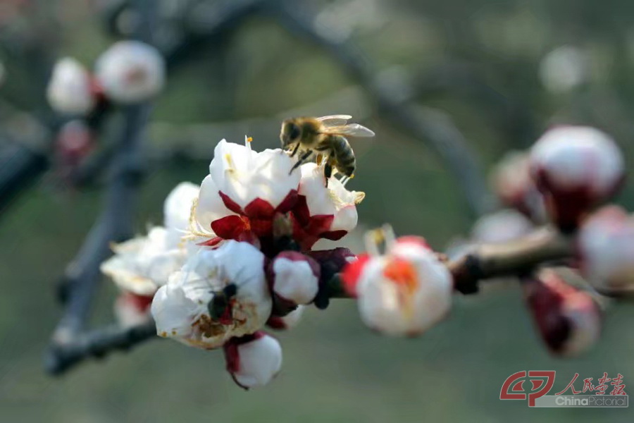 超级姥爷《阳春三月桃花开》 (2).jpg