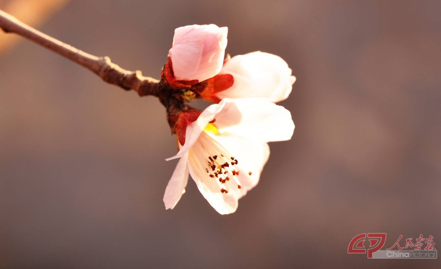 风吹云散《梅花报春》 (2).jpg