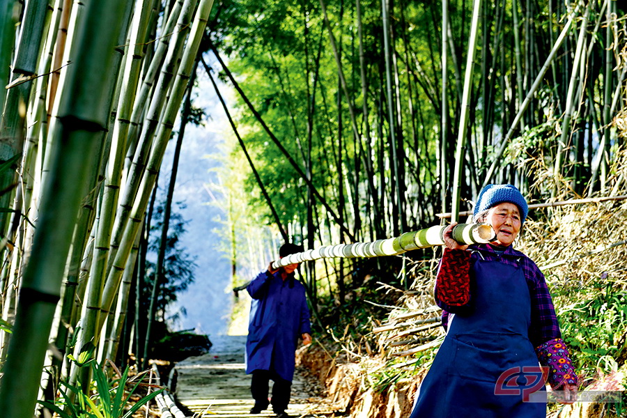 10.塔水村67岁的彭连武和72岁的老伴杨兴梅把刚砍下的竹子扛回家，他们的两个女儿都在浙江打工。.jpg