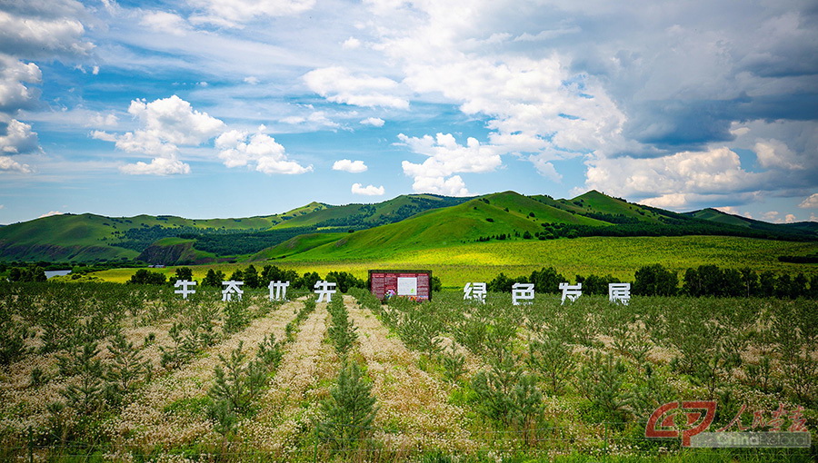 2.阿尔山沙棘林地（退耕还林）·2+拍摄者：刘志军+ 电话：13848501880.jpg