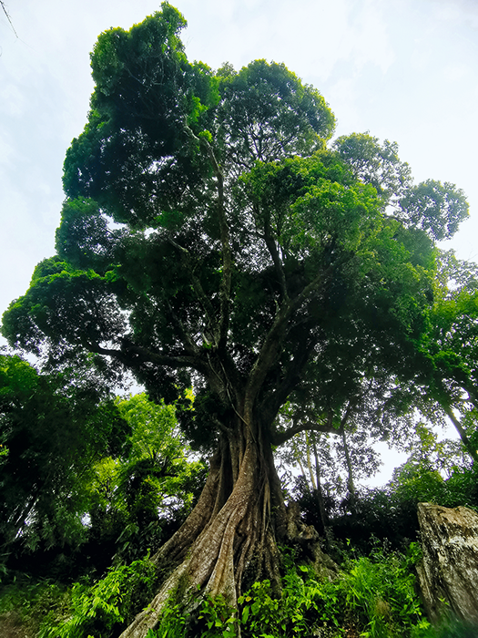 41-野生荔枝-陈枳衡.png