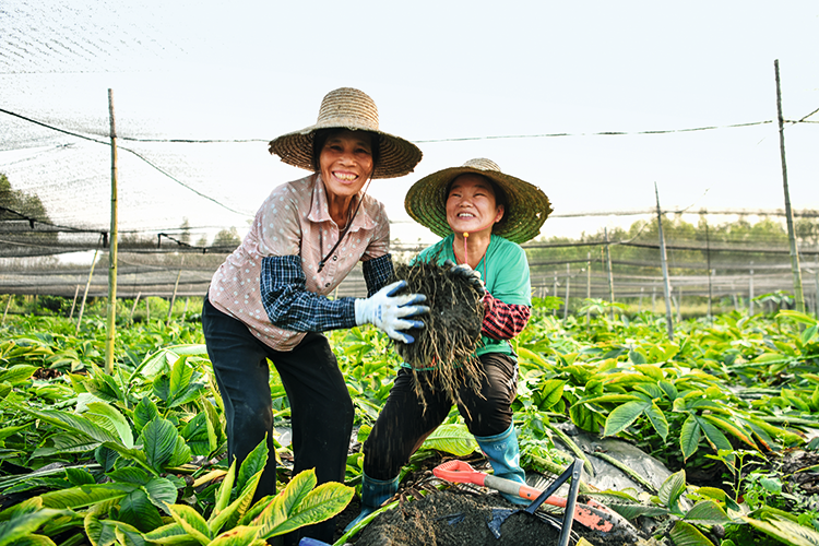 清远市佛冈县水头镇魔芋种植基地里，两个村民合力抱起刚从田地里挖出的巨大魔芋。-南方日报记者-曾亮超-摄.png