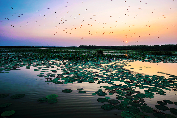 洪湖湿地风光.png