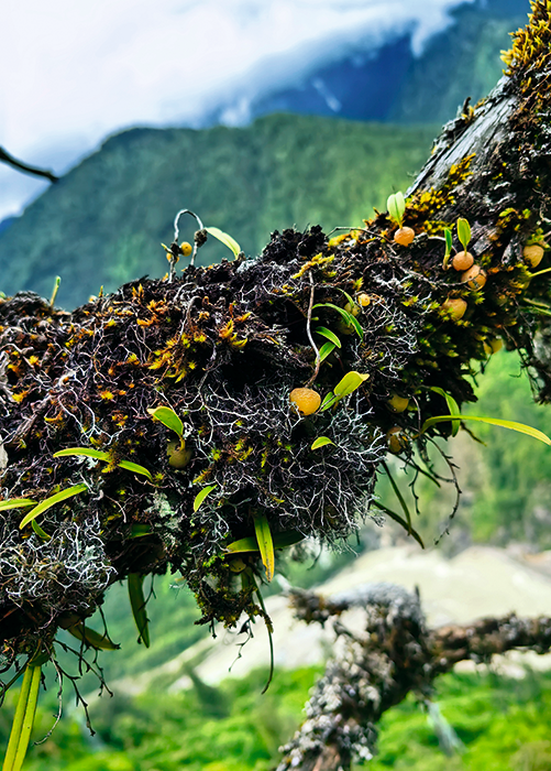 组图-附生植物eaca5ffdeld1b11f96b2570371a2d8bb.png