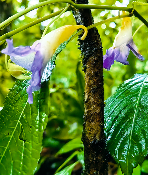 组图-附生植物cc0ad5a29j107f3902b3741979bdc721.png
