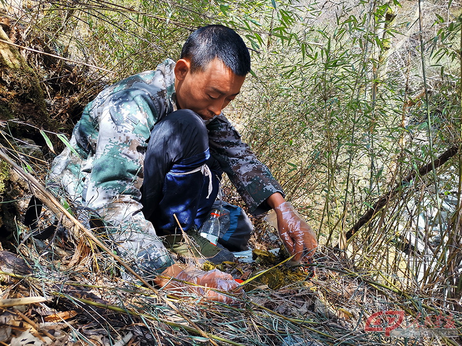 2021年12月，白果坪保护站王海祥在石板沟地区测量大熊猫粪便.jpg