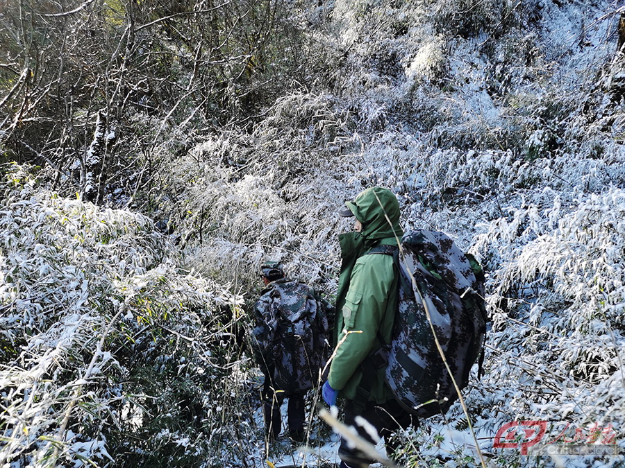 2021年12月，同平武新驿开展联合巡护途中，穿越连片竹林.jpg