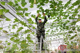杨继磊采用立体栽培种植南瓜。