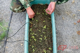 杨继磊利用微喷灌溉技术，培育无土盆中的蔬菜。