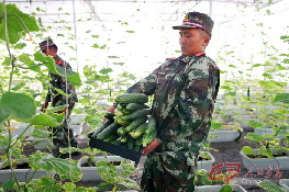 杨继磊和战友采摘成熟的蔬菜，准备将其送到附近的交通部队厨房。
