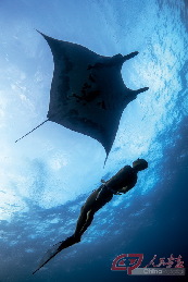 王奥林在墨西哥海域和魔鬼鱼蝠鲼同游，最让他难忘的是曾在墨西哥与座头鲸一起自由潜水。自由潜水不产生气泡，海底生物会更愿意亲近他们，甚至把他们当成海里的一员。 摄影 宋刚