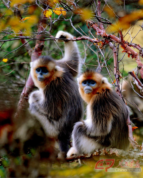 10 川金丝猴( 国家一级保护动物)，摄于唐家河保护区摄影邓建新.jpg