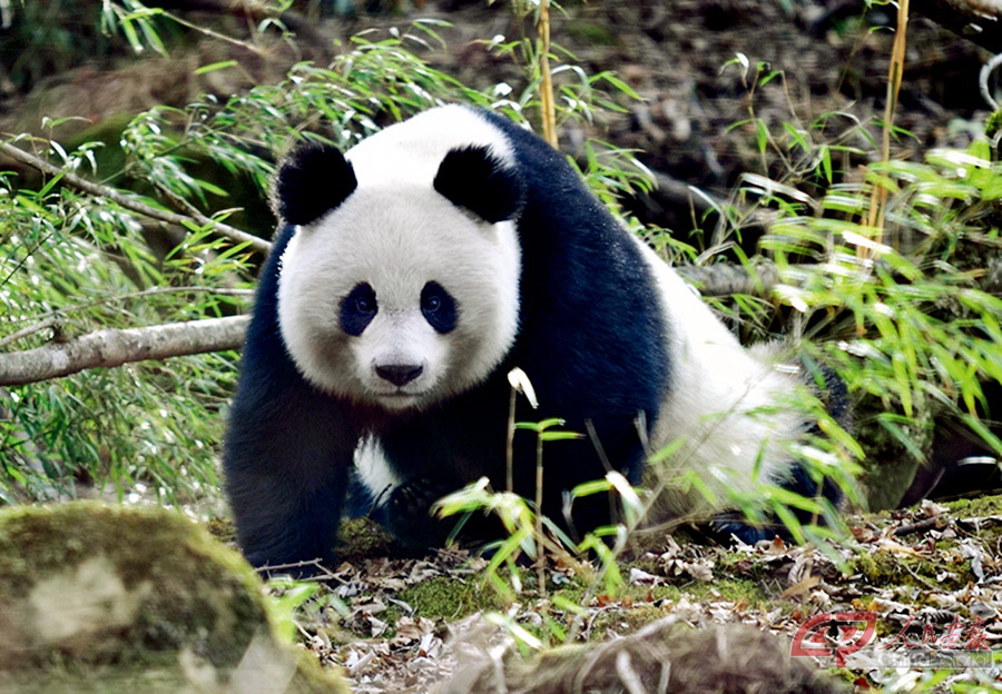 唐家河国家级自然保护区提供，马文虎摄影，2014年在石板沟拍到大熊猫.jpg