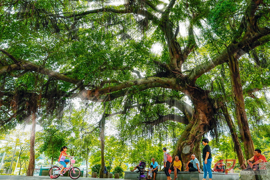 《老榕的拥抱》石建华-拍摄于钟落潭茅岗村.jpg