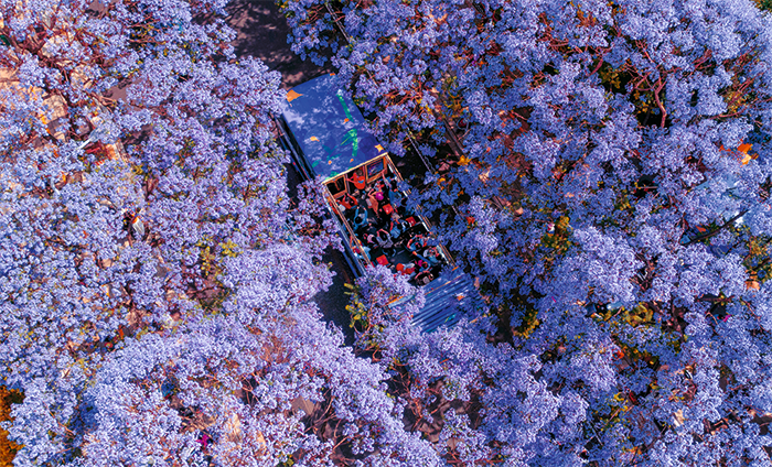 《绿美春城，花都昆明（组照）》拍摄时间2023年4月29日，摄影地点，昆明市教场中路，摄影，李维梅，电话13577188.png