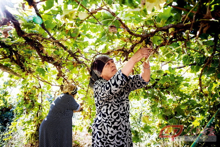 葡萄园里，几名维吾尔族妇女用剪刀小心地将葡萄剪下。