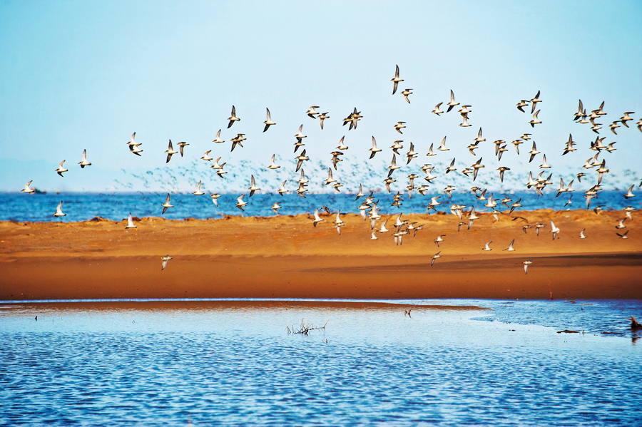 《闽江口湿地》  黄海 摄.jpg