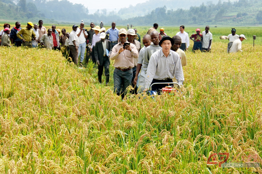 2013年12月19日卢旺达农业技术示范中心收割机使用示范.jpg