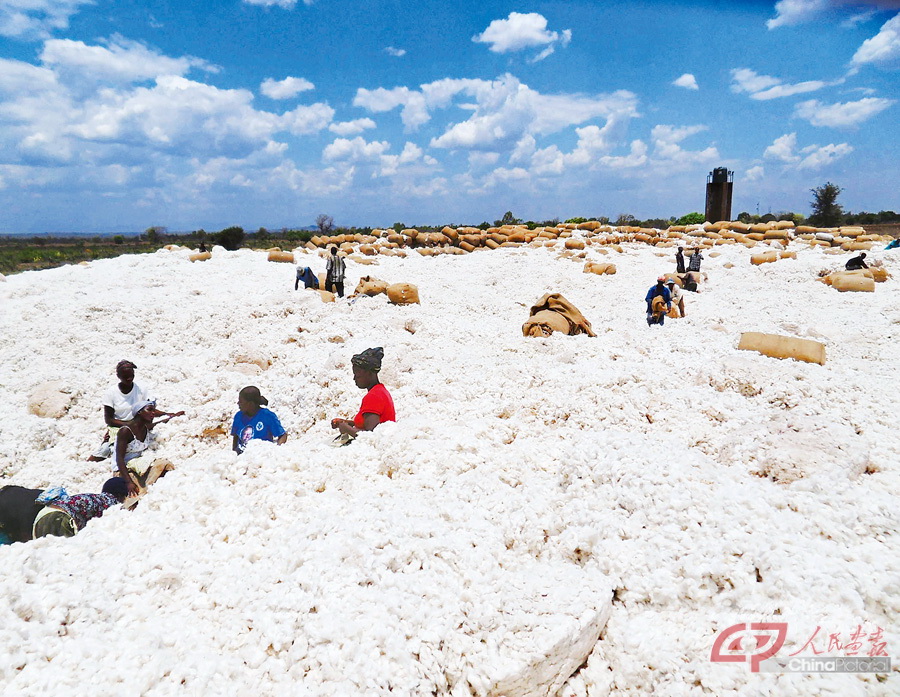 2-1-2-7  7.马拉维中非棉业公司棉花种植项目喜获丰收。（马拉维）.jpg