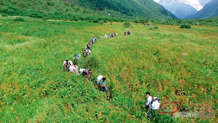 8月3日，进山第4天，进山队员在西藏林芝波密县易贡乡绕笼沟中的一片草场上行进。 （航拍器拍摄）