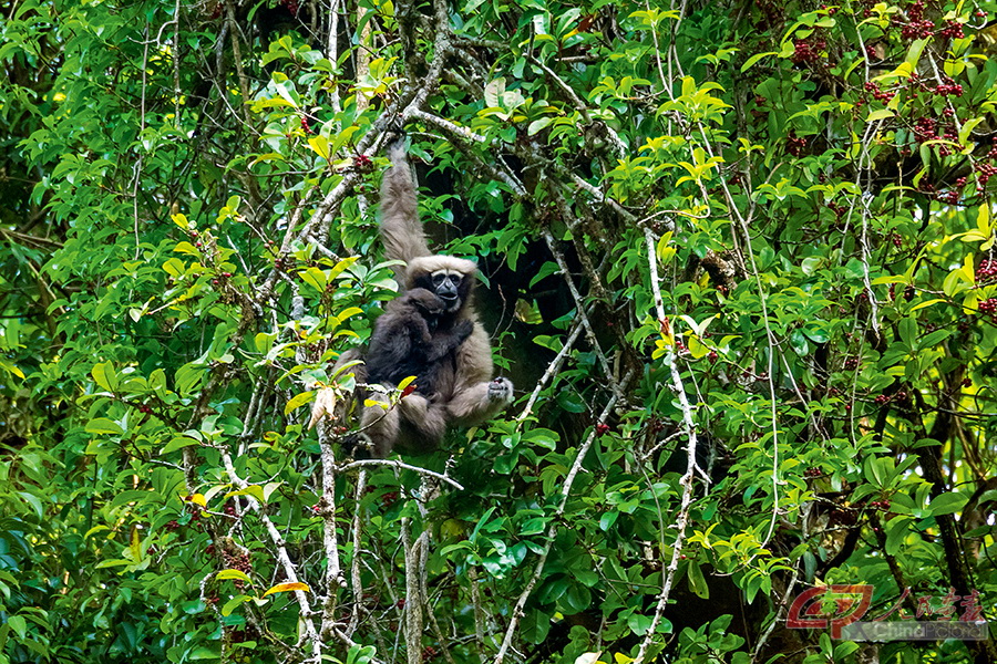 雌性长臂猿怀抱着幼猿攀爬到几十米的高处，因为这里有他们爱吃的植物果实，可以补充生命能量。.jpg