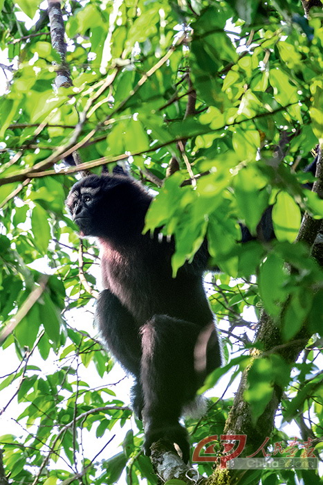 长臂猿的“白眉毛”十分明显，但是所谓“白眉大侠”的称号却还因为它们在森林树冠层的身手不凡。.jpg