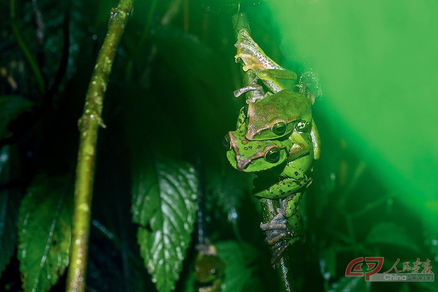 由于有了充足的雨水积蓄，缅甸树蛙也选择在这个季节繁殖下一代，它们身体的拟态保护色堪称绝佳。.jpg