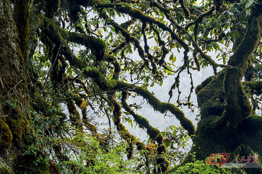 苔藓几乎包裹住了树木的大小树枝，它们附生在各类植物上，因此也形成了一类特殊的生态系统。.jpg