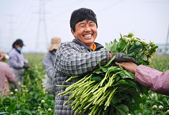 芍药-微信图片_20250321142659.png