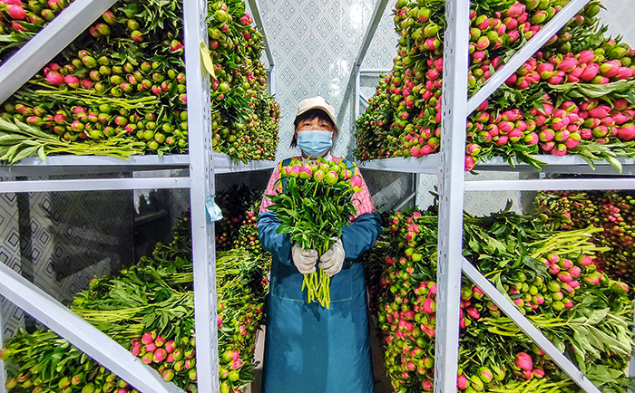 芍药-微信图片_20250321143834.png
