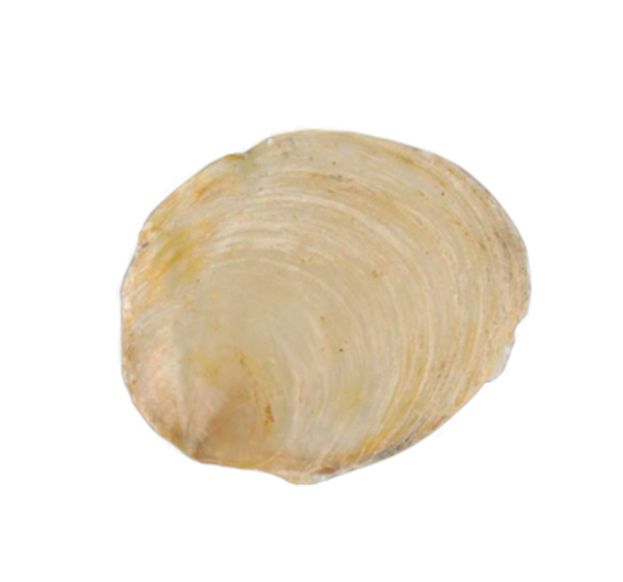海月贝壳.png