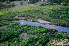 西沙群岛东岛上的淡水湖