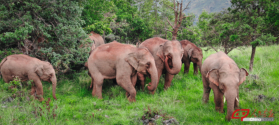 云南省森林消防总队野生亚洲象监测分队所拍摄的大象在林中悠闲漫步 拷贝.jpg