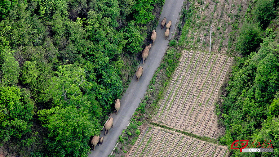 DJI_20210602192312_0002_Z 拷贝.jpg