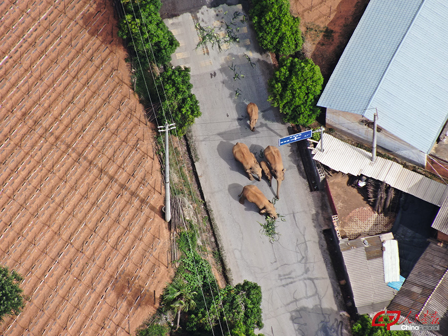DJI_20210604160858_0003_Z 拷贝.jpg