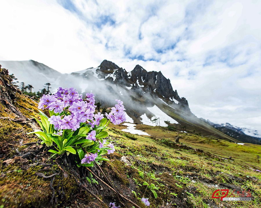 黛粉美花报春--孔雀山---王石宝 拷贝.jpg