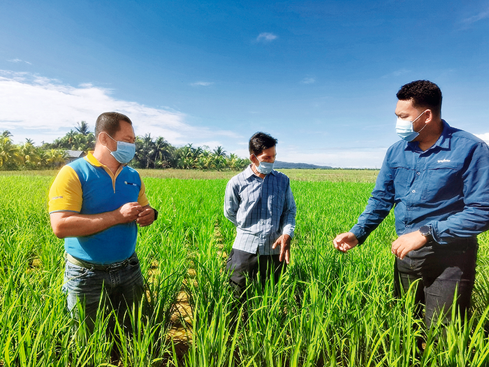 印尼西加里曼丹省萨姆巴斯县农民和先正达集团的农艺师查看交流水稻长势（先正达集团供图).png