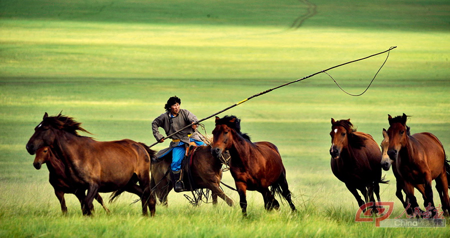 内蒙古呼伦贝尔草原陈巴尔虎旗的牧民在套马.jpg