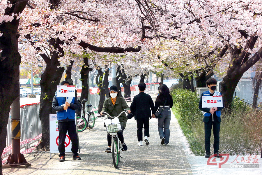 韩国樱花.jpg